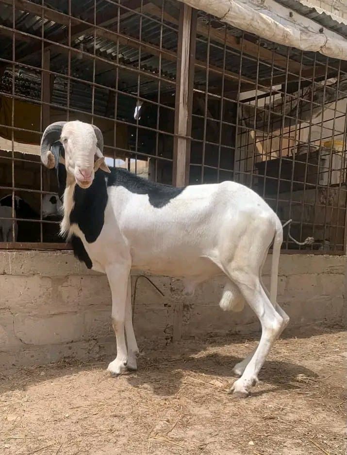 Des moutons Disponible contact moi par WhatsApp 🐂🐂+22663869826 — photo 1